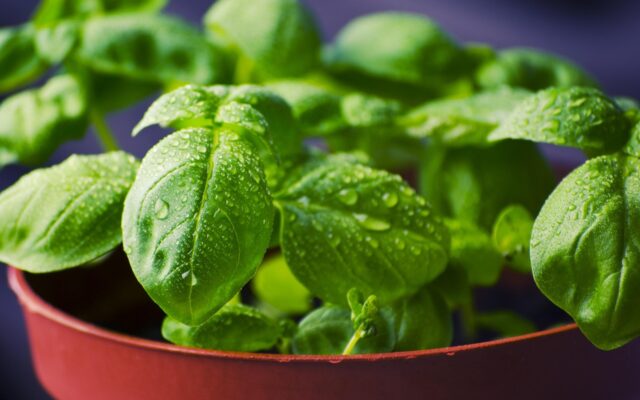 Planta de albahaca con hojas verdes y brillantes en maceta