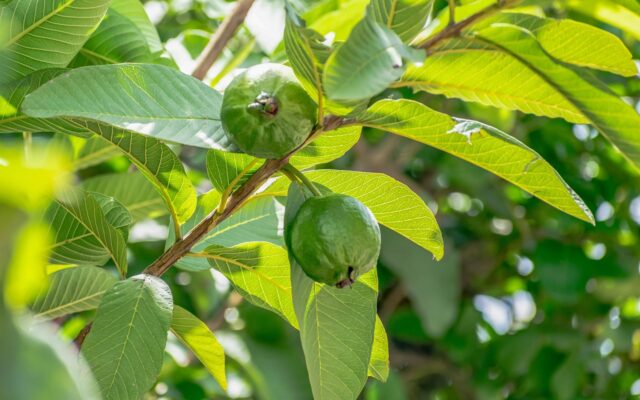 Guayabas maduras junto a hojas verdes del árbol