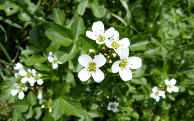 Manojo de berro fresco con hojas pequeñas y redondas
