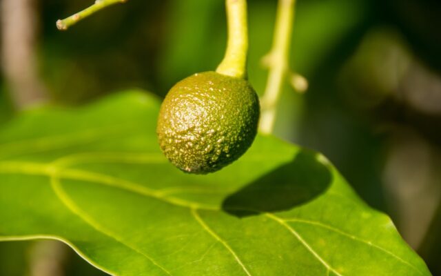 Aguacate partido junto a hojas del árbol de aguacate