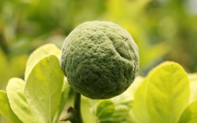 Naranjas agrias en el árbol con hojas verdes