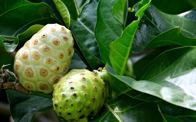 Frutas de noni de color blanco amarillento en el árbol