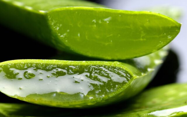 Planta de sábila con hojas gruesas en una maceta